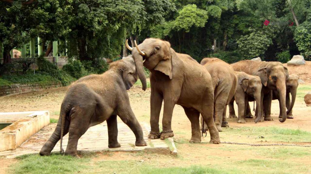 Mysore Zoo